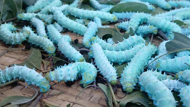 The image displays the larvae, or caterpillars, of the Eri silkworm moth (Samia ricini). These insects are economically important for producing Eri silk. 