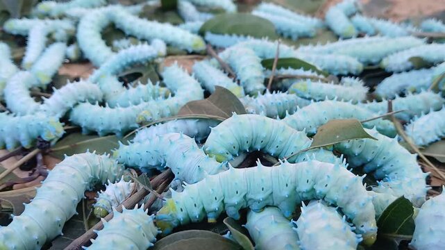 The image displays the larvae, or caterpillars, of the Eri silkworm moth (Samia ricini). These insects are economically important for producing Eri silk. 