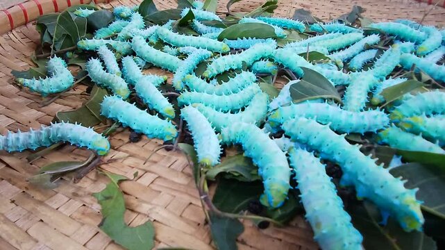 The image displays the larvae, or caterpillars, of the Eri silkworm moth (Samia ricini). These insects are economically important for producing Eri silk. 