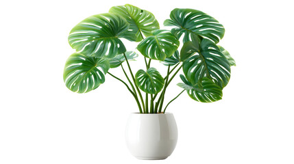 Vibrant green monstera plant in a modern white pot, ideal for interior design and home decor concepts.
