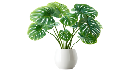 Vibrant green monstera plant in a modern white pot, ideal for interior design and home decor concepts.