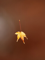 糸に吊られた空中のモミジ葉