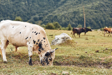 Naklejka premium Pasture scene with cows grazing in a quiet rural field, calm cattle feeding on grass, distant hills in the background, a serene pastoral landscape.