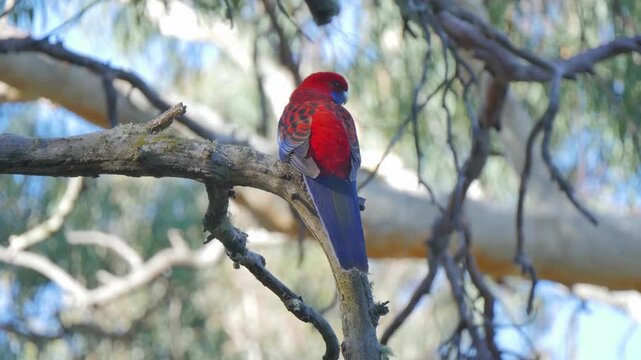 Blue and red rosella on a branch
