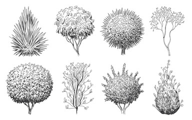 Eight black and white ink of various trees and plants