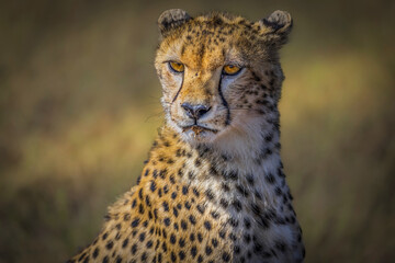 Cheetah Portrait in Warm Light, Serengeti (Acinonyx jubatus) © Robert