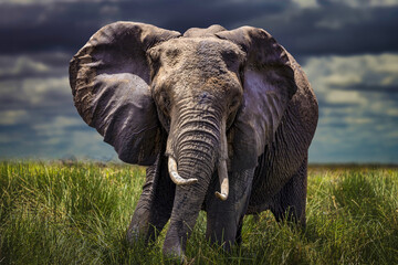 African Elephant in Tall Grass, Serengeti (Loxodonta africana)