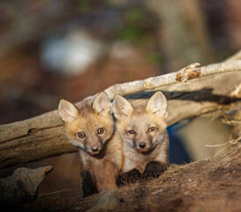 Fox Kit Siblings in Soft Sunset Light