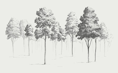 Sketch of a forest with varied trees and foliage drawing