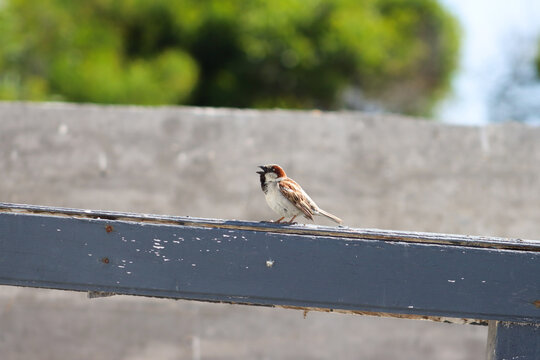 bird on a fence