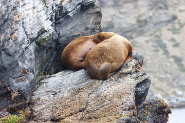 sea lions resting on rock