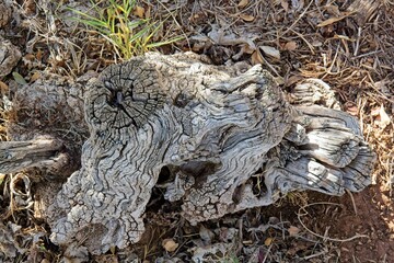 Very weathered, fallen tree trunk, Arizona.