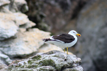 seagull standing on a rock