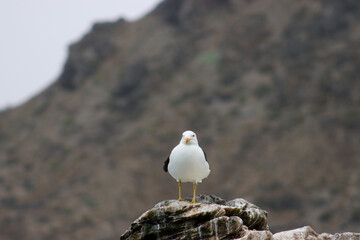 seagull resting on a rock