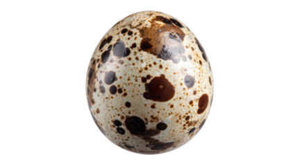 Close up speckled quail egg with natural brown spots in detailed macro food photography isolated on white background