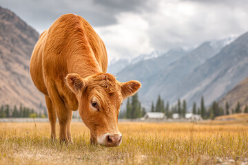 Grazing brown cow in a mountain pasture under cloudy skies Generative AI
