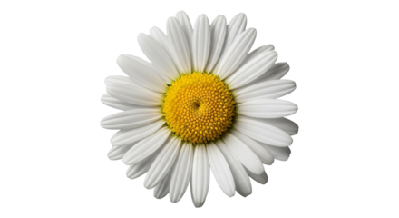 Close-up of a single white daisy flower with a yellow center.