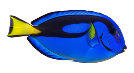 Vibrant Blue Tang Fish Swimming in Clear Water.