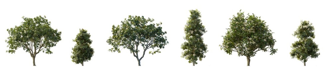 Fototapeta premium Magnolia Grandiflora (Southern Magnolia) isolated PNG on a transparent background premium nature cutout