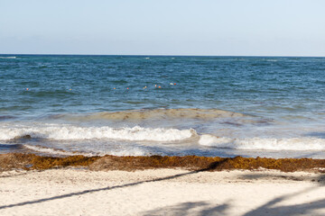 White sand beach with palm trees, huge waves in Atlantic Ocean on sunny day. Seaweed in the water and on the shore. Vacation season in the Dominican Republic. Hurricane season in the Caribbean.