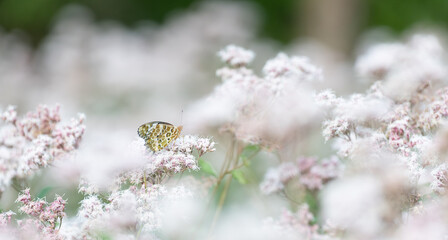 花の蜜を吸う蝶をマクロレンズで撮影
