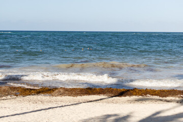 White sand beach with palm trees, huge waves in Atlantic Ocean on sunny day. Seaweed in the water and on the shore. Vacation season in the Dominican Republic. Hurricane season in the Caribbean.