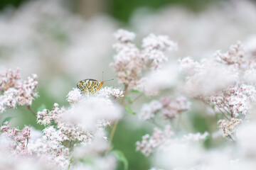 花の蜜を吸う蝶をマクロレンズで撮影