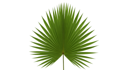 A single green palm leaf isolated on a white background.