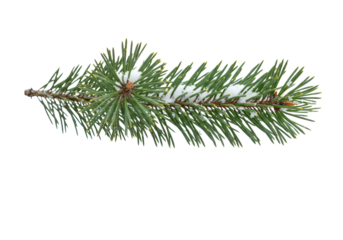 single, sharp-focused pine branch with vibrant green evergreen needles covered in powder snow and ice crystals, studio shot on a high-key white background with vast copy space. concept of minimalist