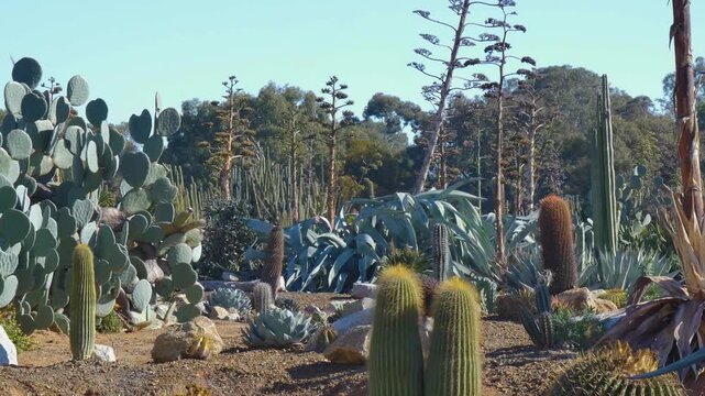 Cactus landscape