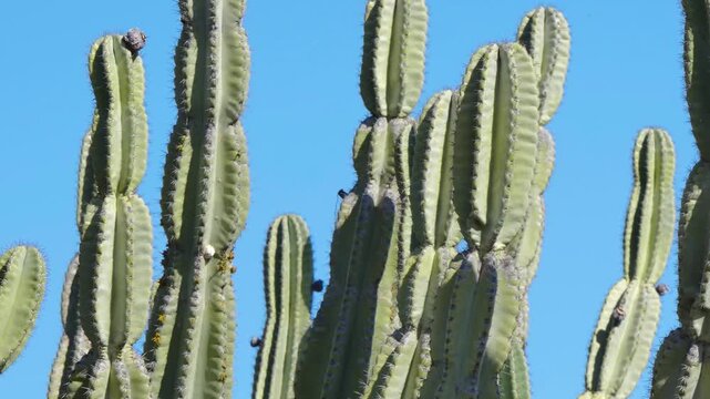 Cactus near the blue sky.
