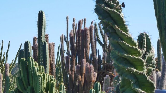 Curvy cactus
