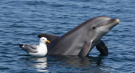 Naklejka premium Dauphin souriant et mouette sereine naviguent ensemble sur l'oc�an bleu sous un soleil �clatant. AI Generated