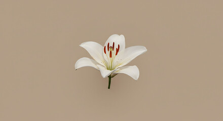 Fototapeta premium Superbe lys blanc pur pose delicatement sur fond beige doux esthetique minimaliste apaisante eclairage uniforme et clair. AI Generated