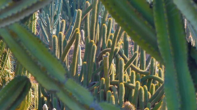 Cactus hills