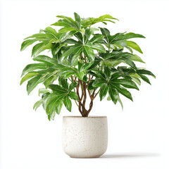 pachira aquatica plant