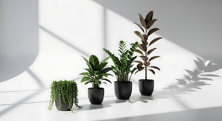 Diverse Potted Houseplants Artfully Arranged in a Bright Minimalist Room with Sunlight