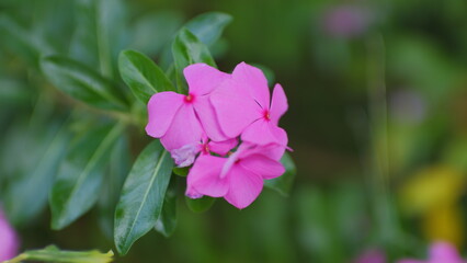 pink flowers in the garden