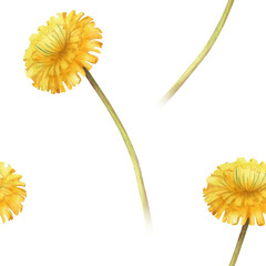 Watercolor seamless pattern with yellow dandelion flowers on a long stem on an isolated background. A botanical template for wallpaper, packaging, textiles, and summer themes.