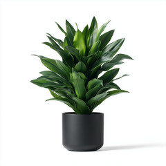 slow-growing Dracaena fragrans 'Compacta' houseplant, also known as the compact dragon tree or corn plant. It has several key features