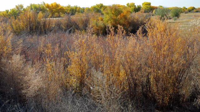 Two coyotes trot across a field at Bosque del Apache National Wildlife Refuge in New Mexico in autumn