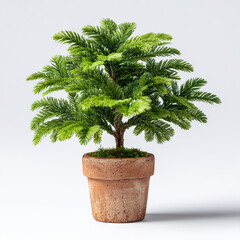 Norfolk Island Pine (Araucaria heterophylla), a popular houseplant often used as a small, living Christmas tree. 