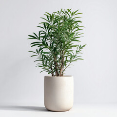 Lady Palm (Rhapis excelsa) plant. 