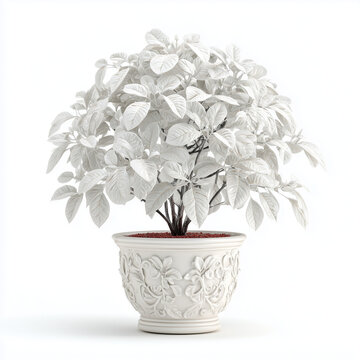 white lieves plant in a pot