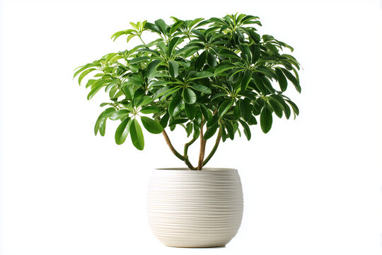  dwarf umbrella tree, scientifically known as Schefflera arboricola.  isolated on white
