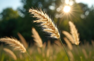 Golden grass seed heads sway gently in soft sunlight of late afternoon. Wild plants grow in vast meadow with blurred green trees in background. Backlit stems show detailed texture. Calm nature scene.