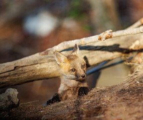 Curious Red Fox Kit Watching from the Forest Den