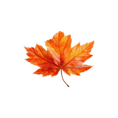 Fototapeta premium Vibrant orange autumn maple leaf with detailed veins and natural texture showing seasonal fall foliage beauty isolated on white background 
