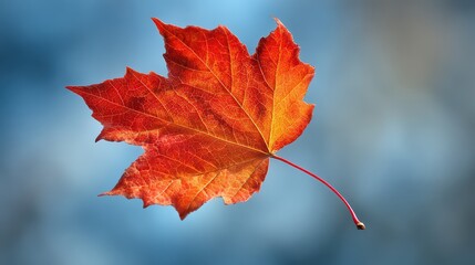 Obraz premium Autumn Maple Leaf With Red Orange Hues And Golden Sparkles Floating Against Soft Blue Sky