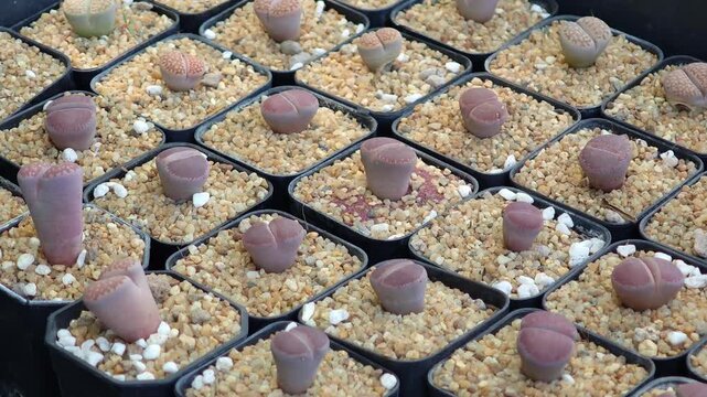 Lithops twin cactus potted with white rocks